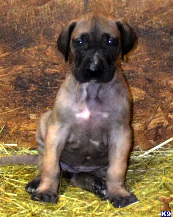 Great Dane Puppies